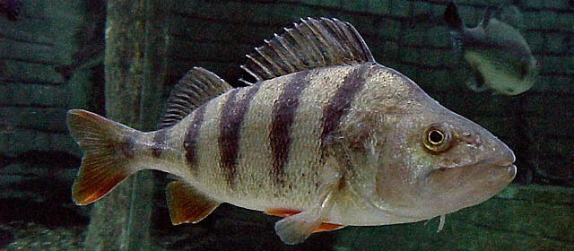 Perche (poisson) — Wikipédia