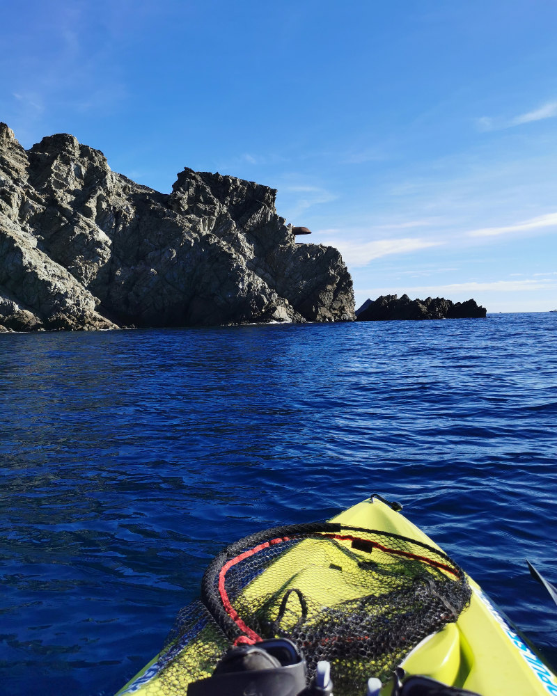 La mer, des dauphins et du poisson