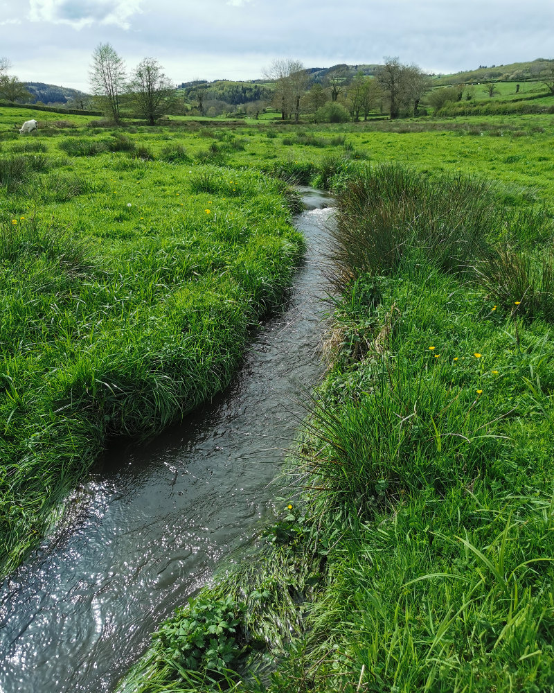 Truites de ruisseau