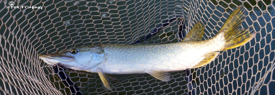 Brochet de La Seille