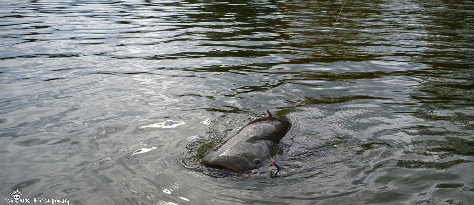 silure de La Seille