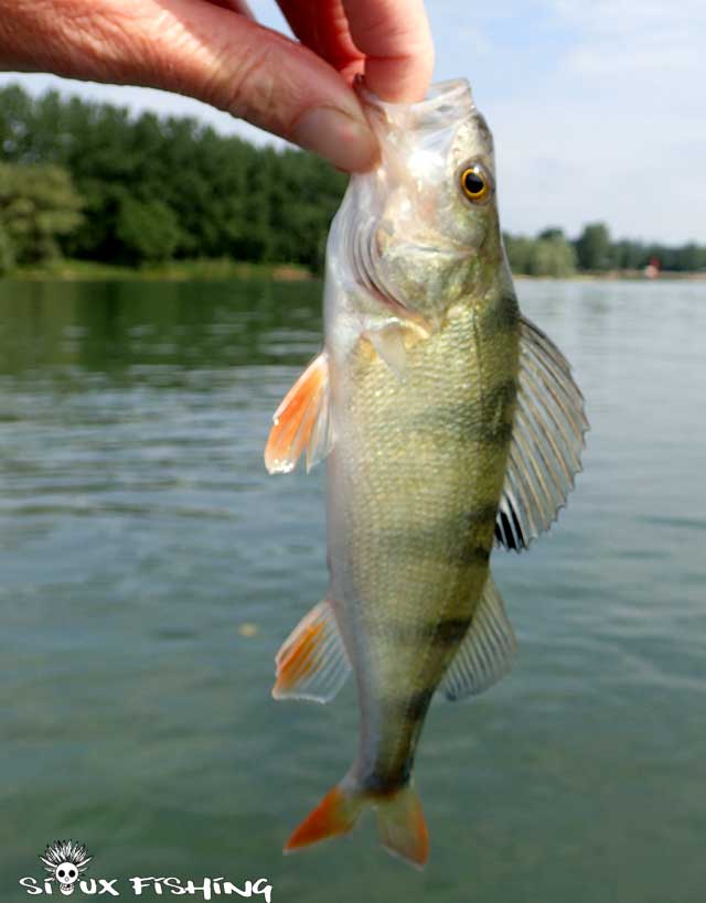 Perche de Saône