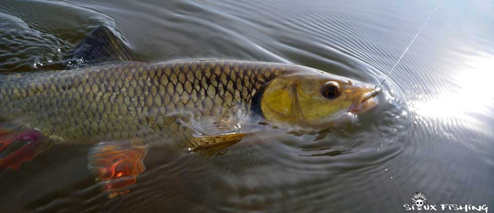 Chevesne de La Loire