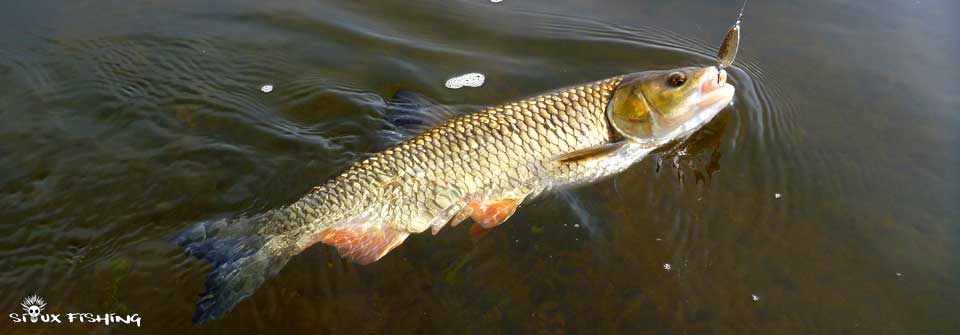 Chevesne de Loire