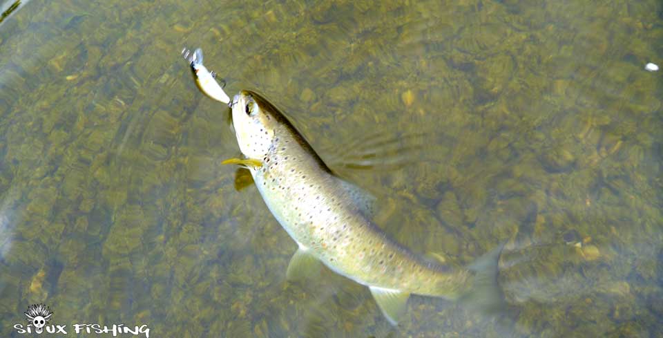 Truite de la Bienne