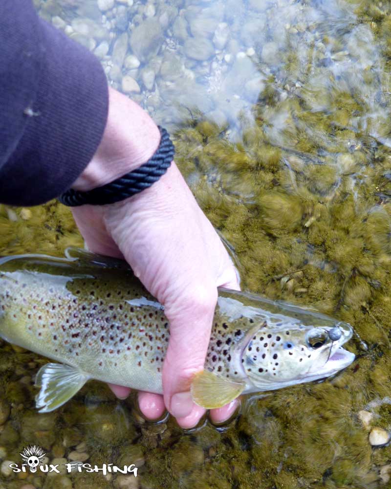 Truite de la Bienne