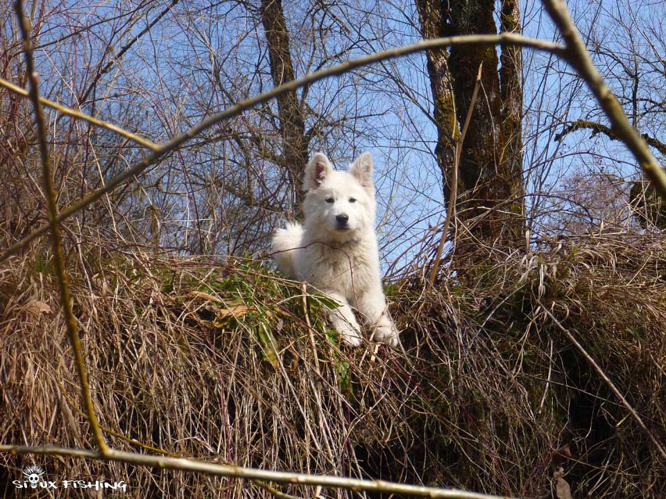 Un berger blanc suisse