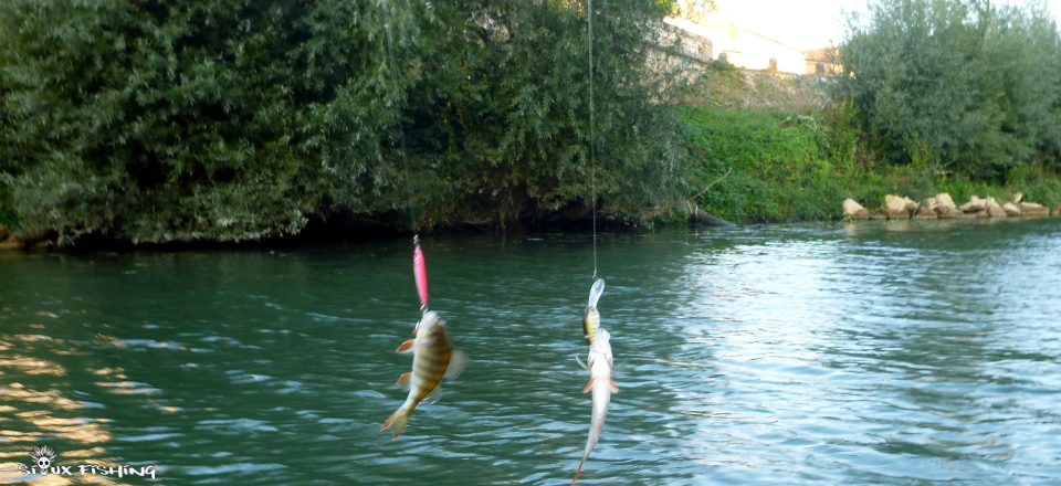 Petites perches du Doubs