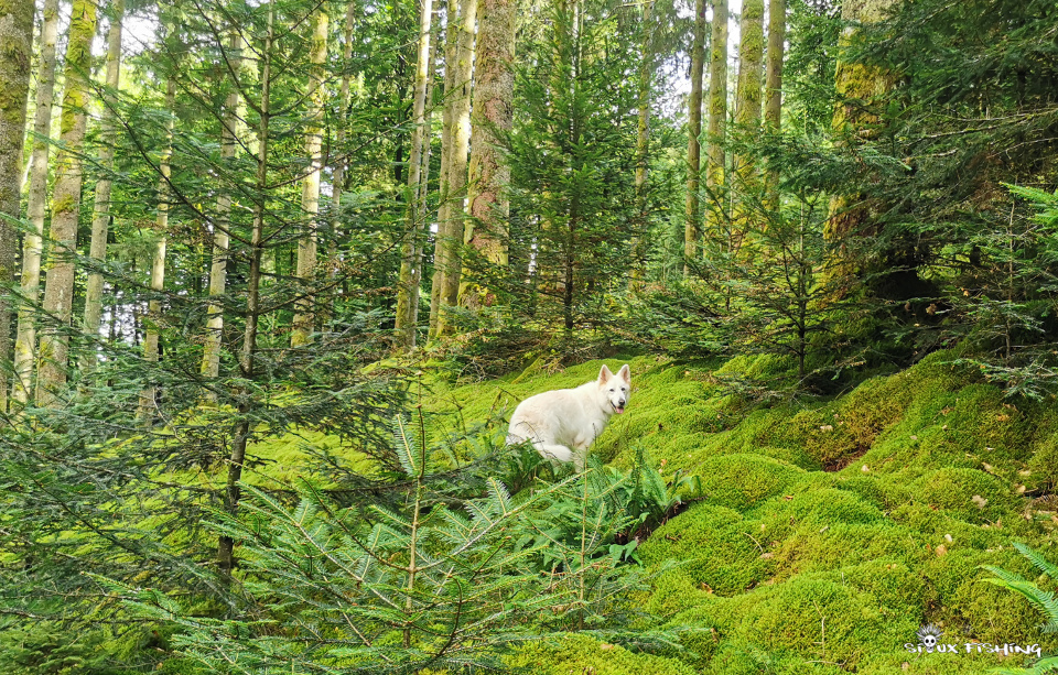 dans la forêt