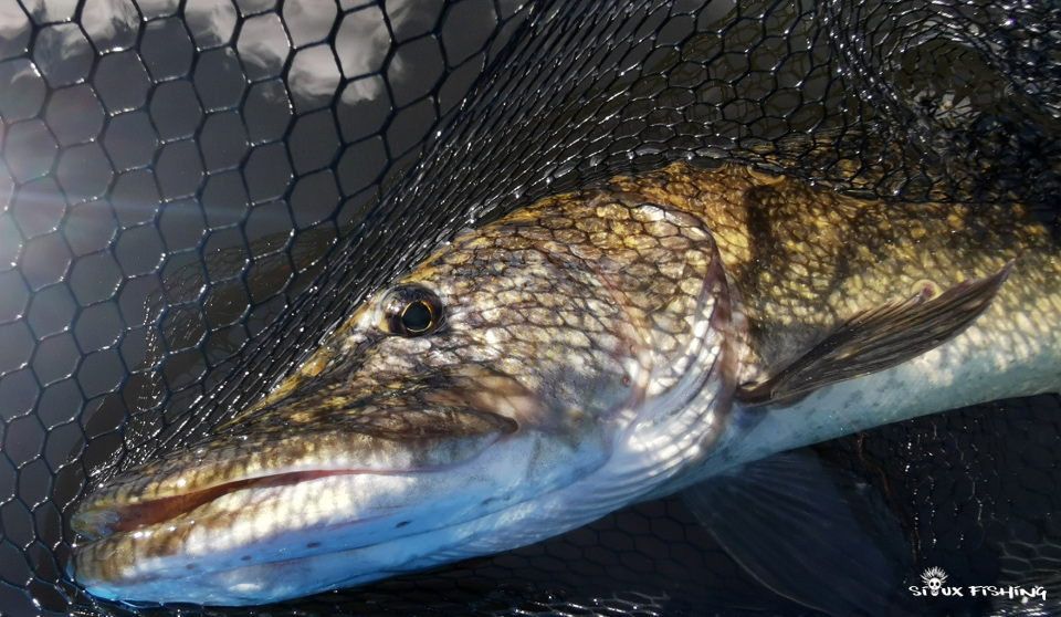 Brochet de Montaubry