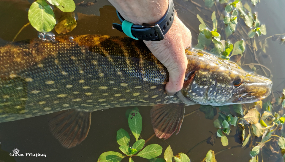 Brochet de Loire