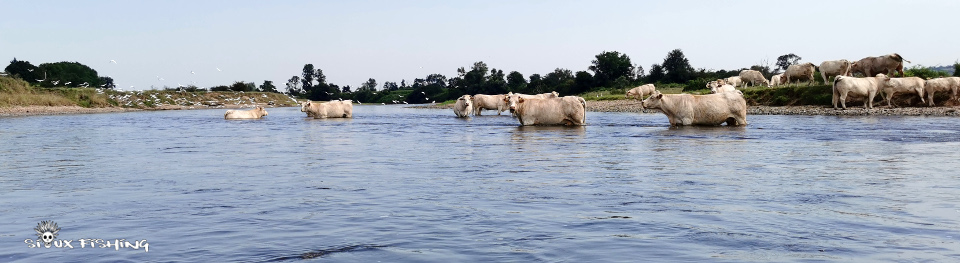 en belle compagnie sur la Loire