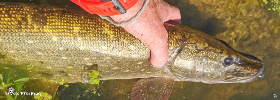 Brochet de Loire