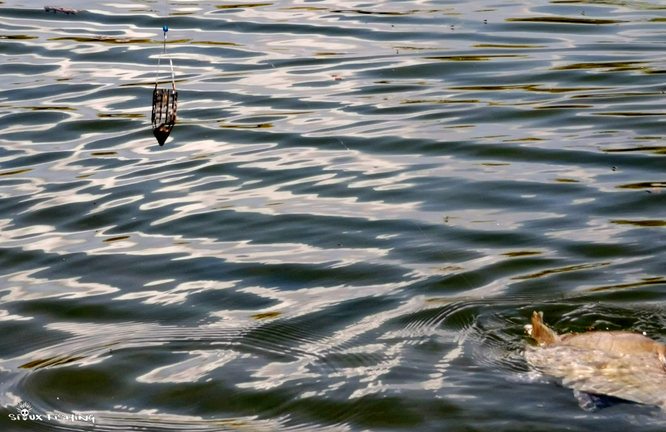 pêche au feeder
