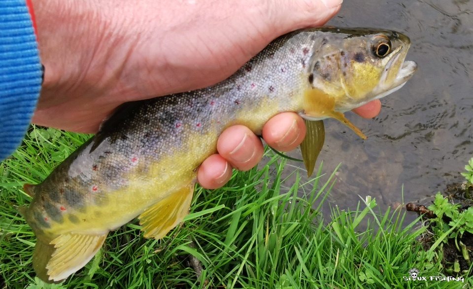 truite de ruisseau