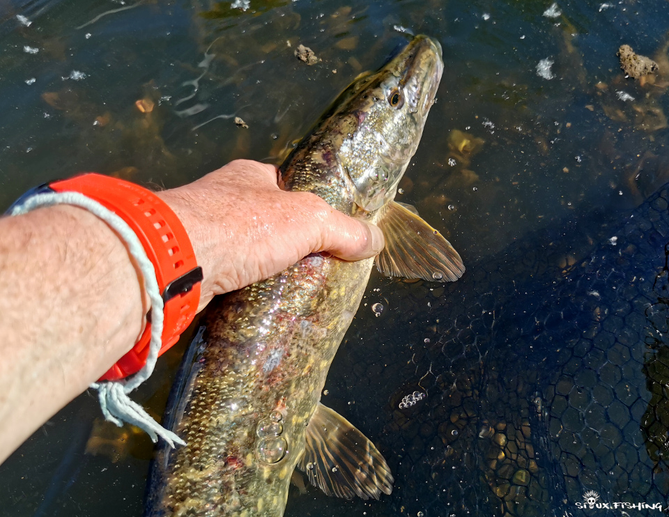 Brochet de Loire